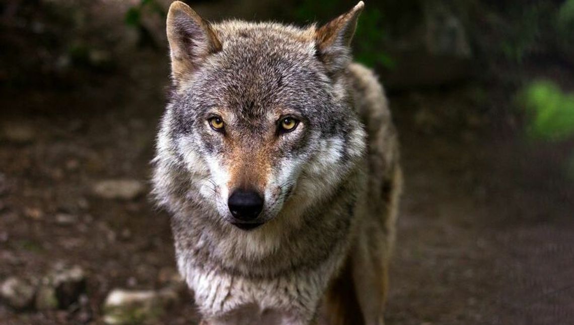 Lubelskie. Myśliwi ostrzegają, że w okolicy wsi są wilki. Wójt: spokojnie