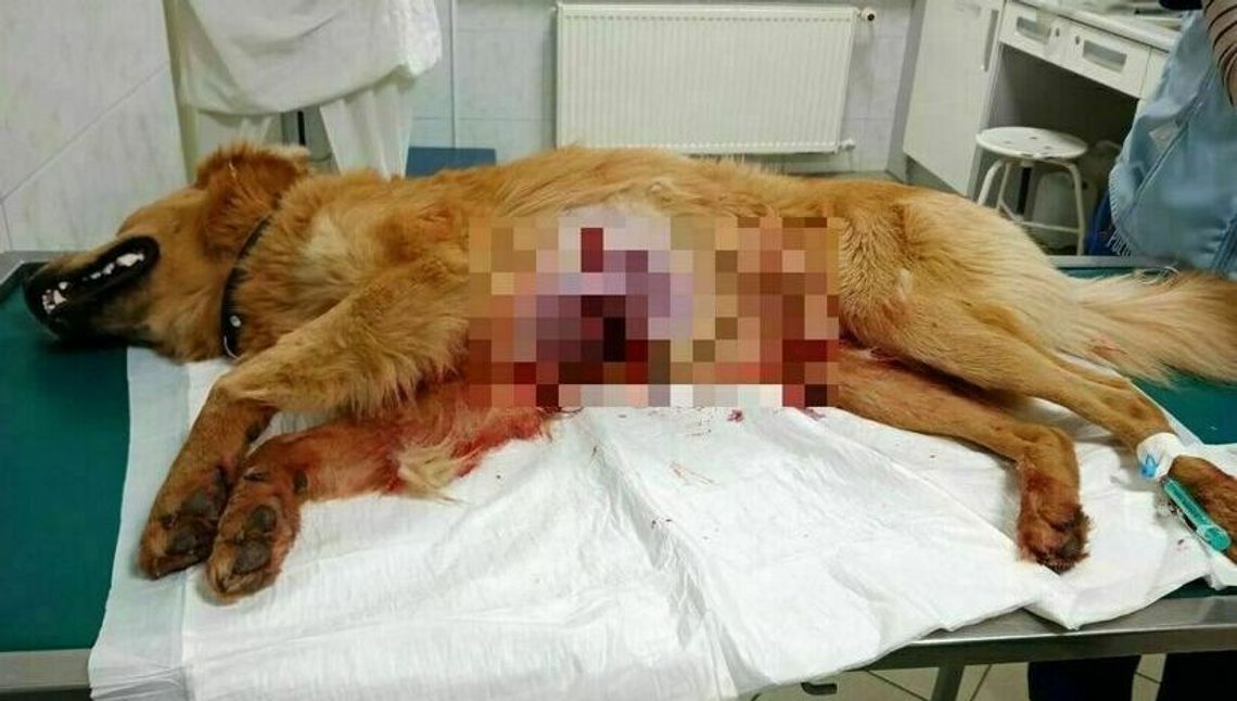 Lubelskie. Myśliwy skazany za zastrzelenie Bąbla. Sąd nie wymierzył najsurowszej kary