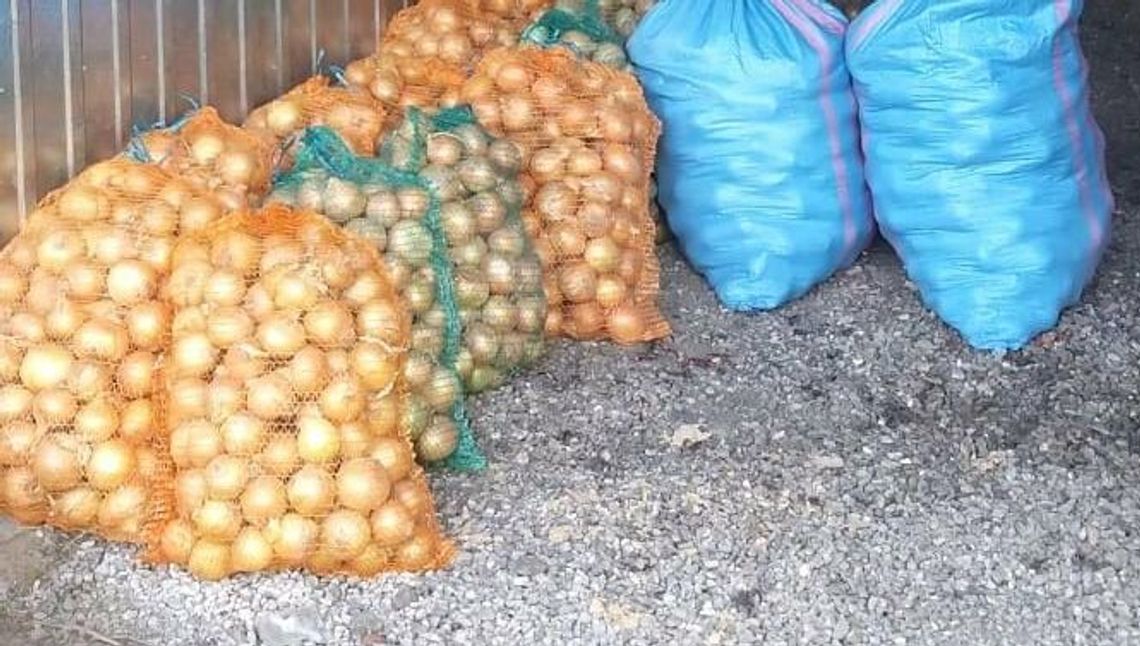 Lubelskie. Na akcję wychodzili nocami. Ukradli pół tony cebuli