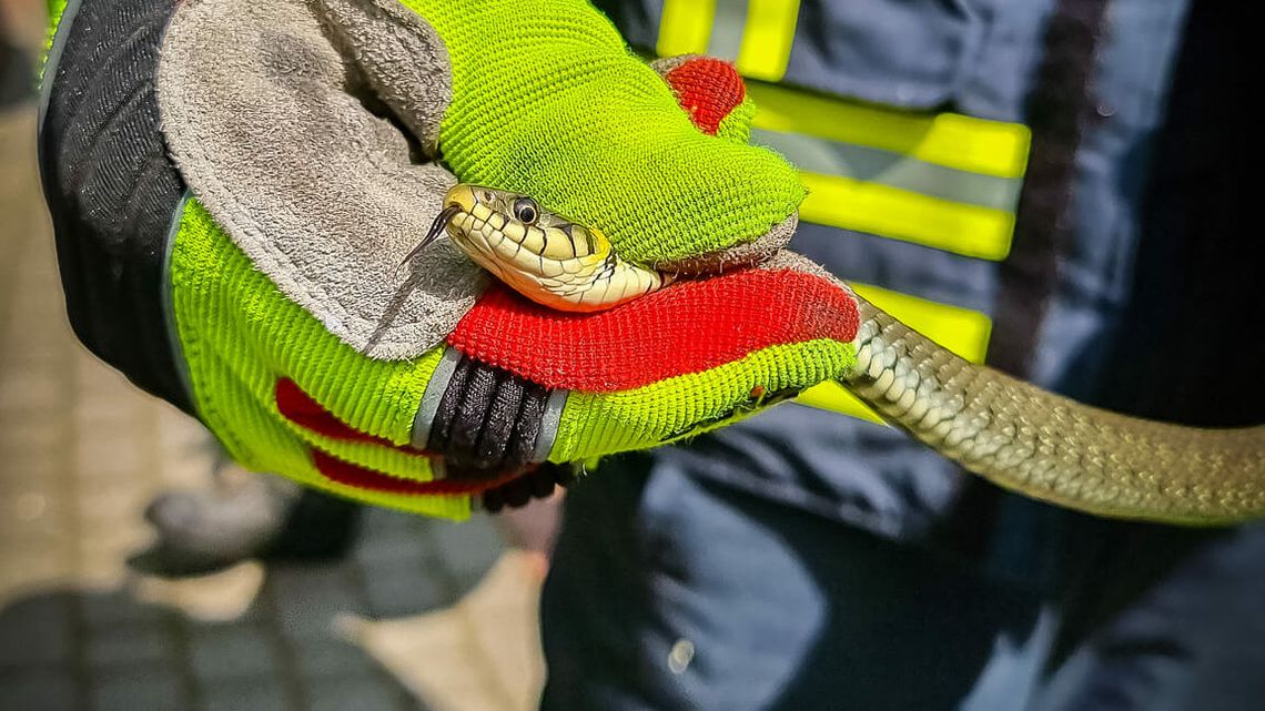 Lubelskie. Nagłe wezwanie dla OSP. W piwnicy czaił się wąż