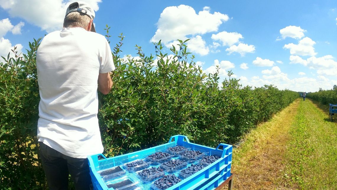 Lubelskie. Największy producent jagody kamczackiej zaprasza na samozbiory. Jaka cena? Lubelskie. Największy producent jagody kamczackiej zaprasza na samozbiory. Jaka cena?