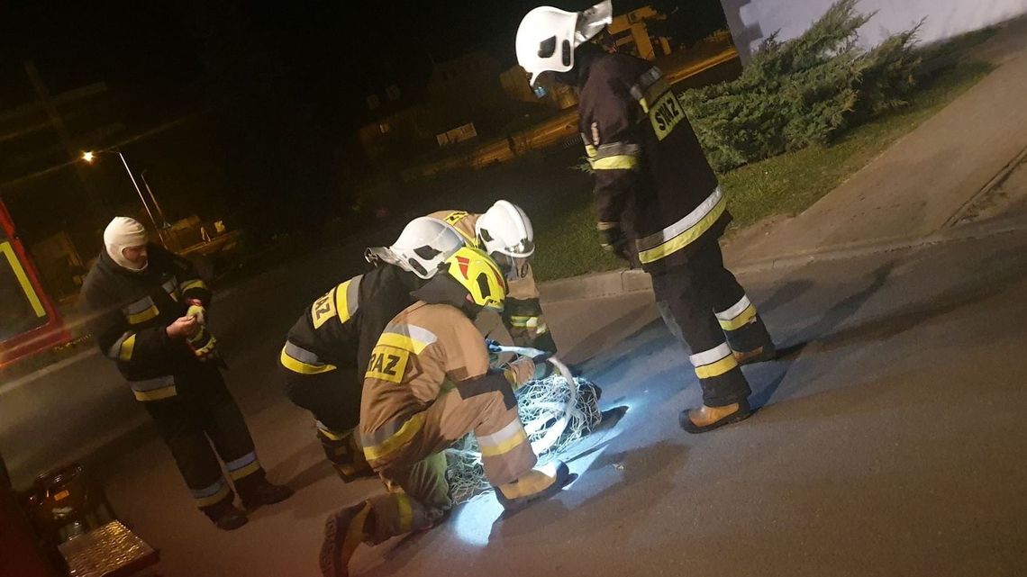 Lubelskie. "niebezpieczne zwierzę atakuje ludzi", a ono tylko odganiało się od gapiów Lubelskie. "niebezpieczne zwierzę atakuje ludzi", a ono tylko odganiało się od gapiów