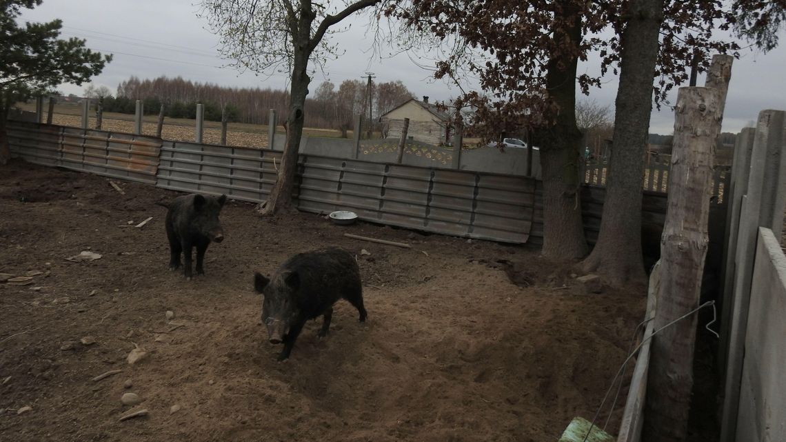Lubelskie. Nielegalna hodowla dzików. Teraz chcą je zabić