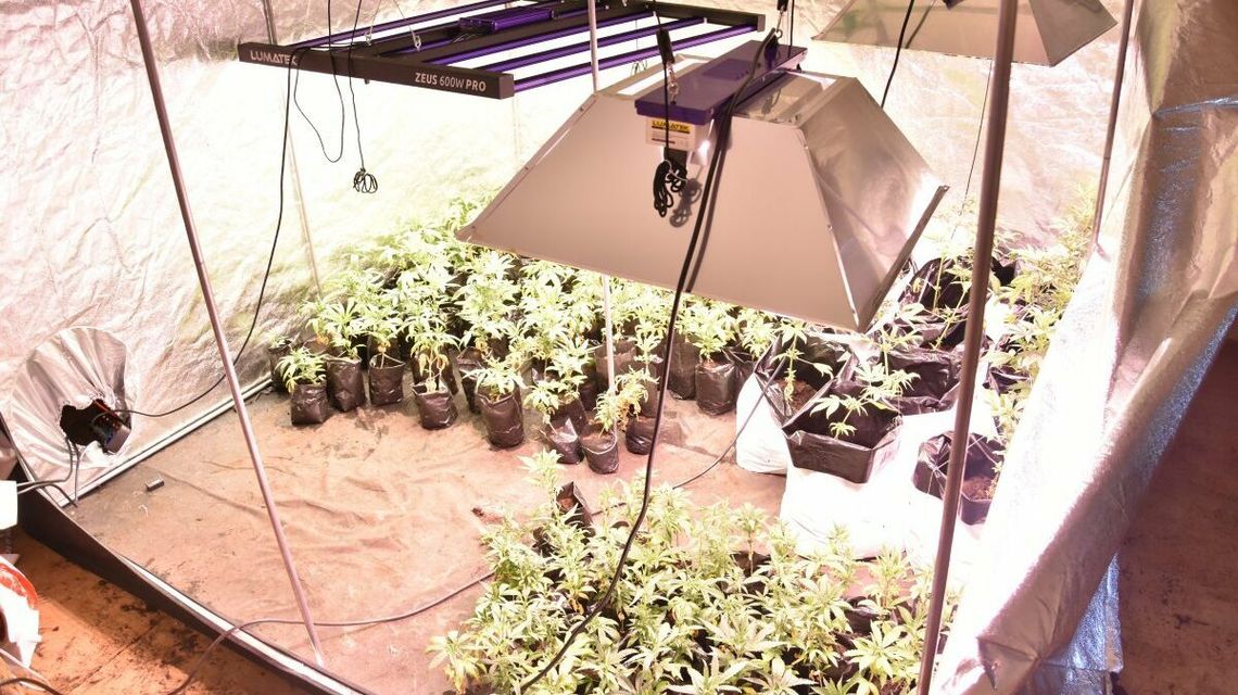 Lubelskie. Nielegalna plantacja w mieście. Cztery osoby tymczasowo aresztowane