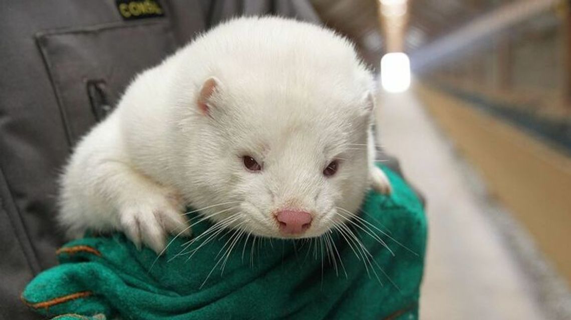 Lubelskie. Norki na kwarantannie z powodu koronawirusa