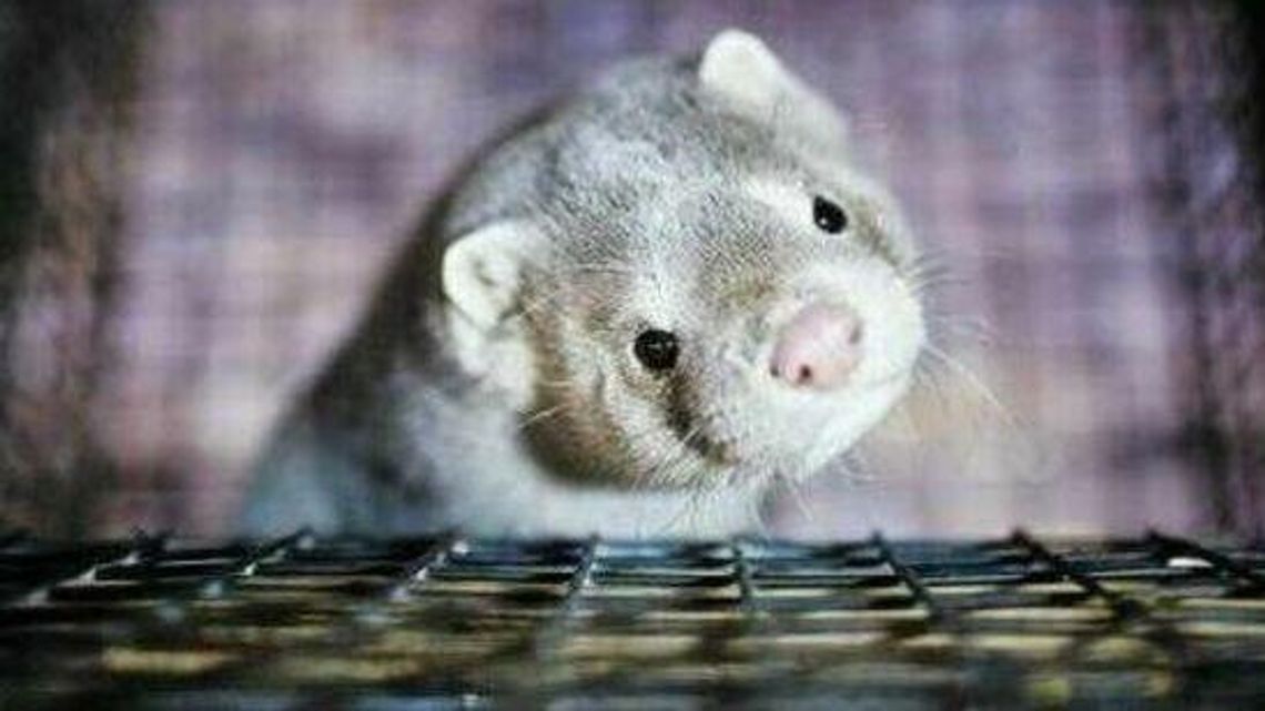 Lubelskie. Norki z koronawirusem. Tysiące zwierząt na śmierć, ludzie na kwarantannę