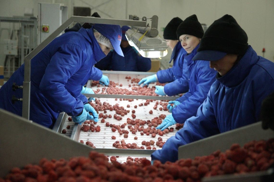 Lubelskie. Nowa przetwórnia owoców ekologicznych pod Biłgorajem