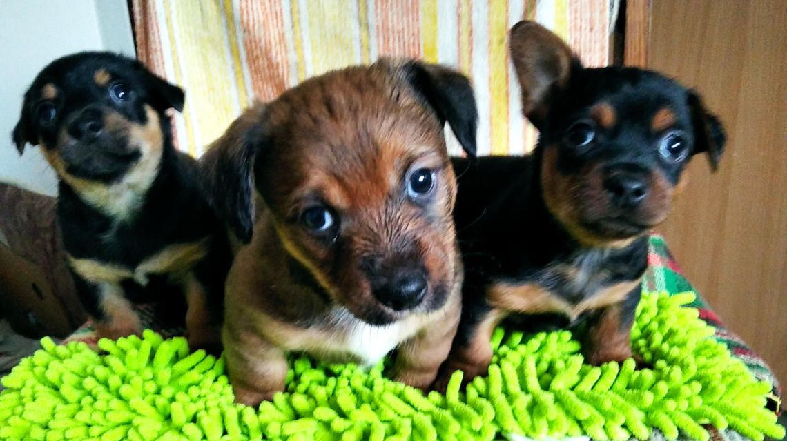 Lubelskie: Nowy właściciel poszukiwany. Trzy pieski czekają