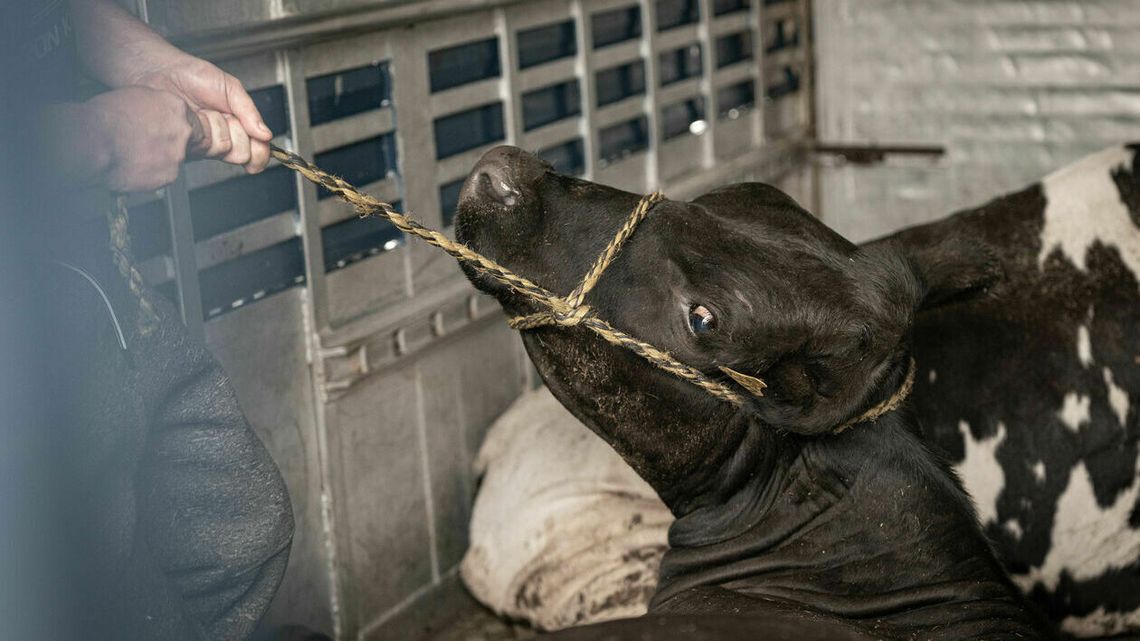 Lubelskie. Otworzyli przypadkową ciężarówkę, a w środku zwierzęcy horror Lubelskie. Otworzyli przypadkową ciężarówkę, a w środku zwierzęcy horror