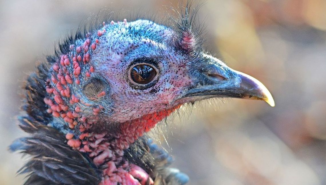 Lubelskie: Padłe indyki ze Starego Uścimowa zostały sprzedane do lisich ferm