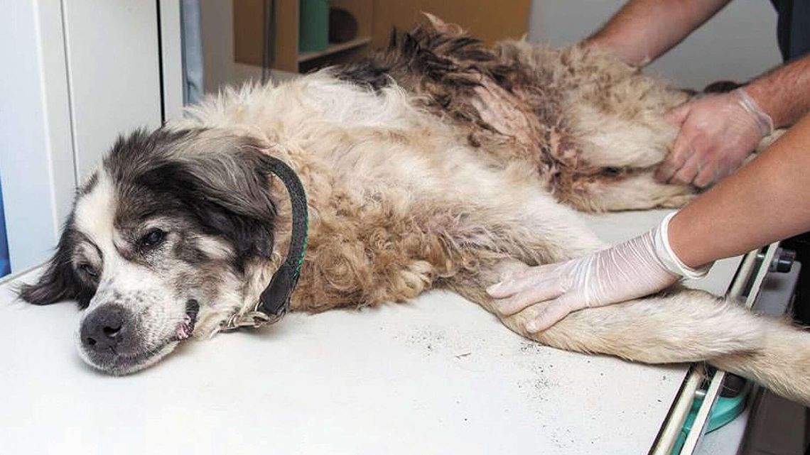 Lubelskie: Pies proboszcza zdychał pod kościołem. Właśnie trwała niedzielna msza