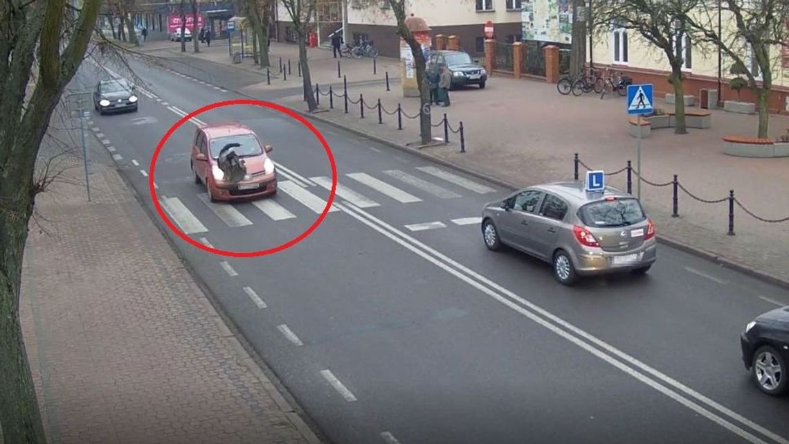 Lubelskie: Piesza potrącona na przejściu. Kierowca twierdzi, że wtargnęła przed auto [wideo z monitoringu]