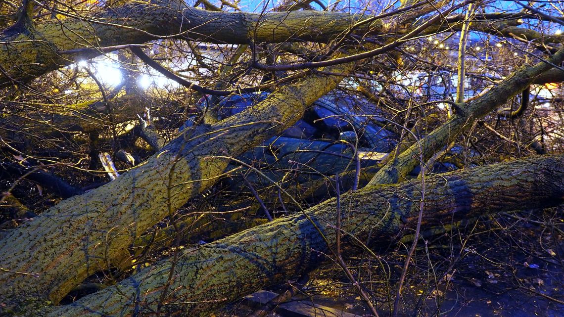 Lubelskie: Połamane gałęzie, zerwane dachy. Ponad 100 interwencji strażaków w związku z wichurą