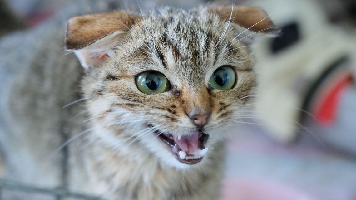 Lubelskie. Policja może sprawdzić szczepienie Twojego kota. Chodzi o groźną chorobę