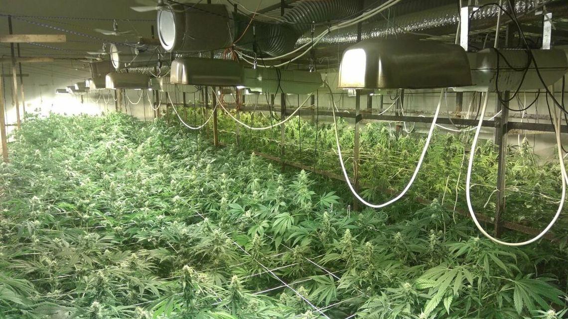 Lubelskie. Policja wchodzi na starą uprawę pieczarek, a tu taki szok