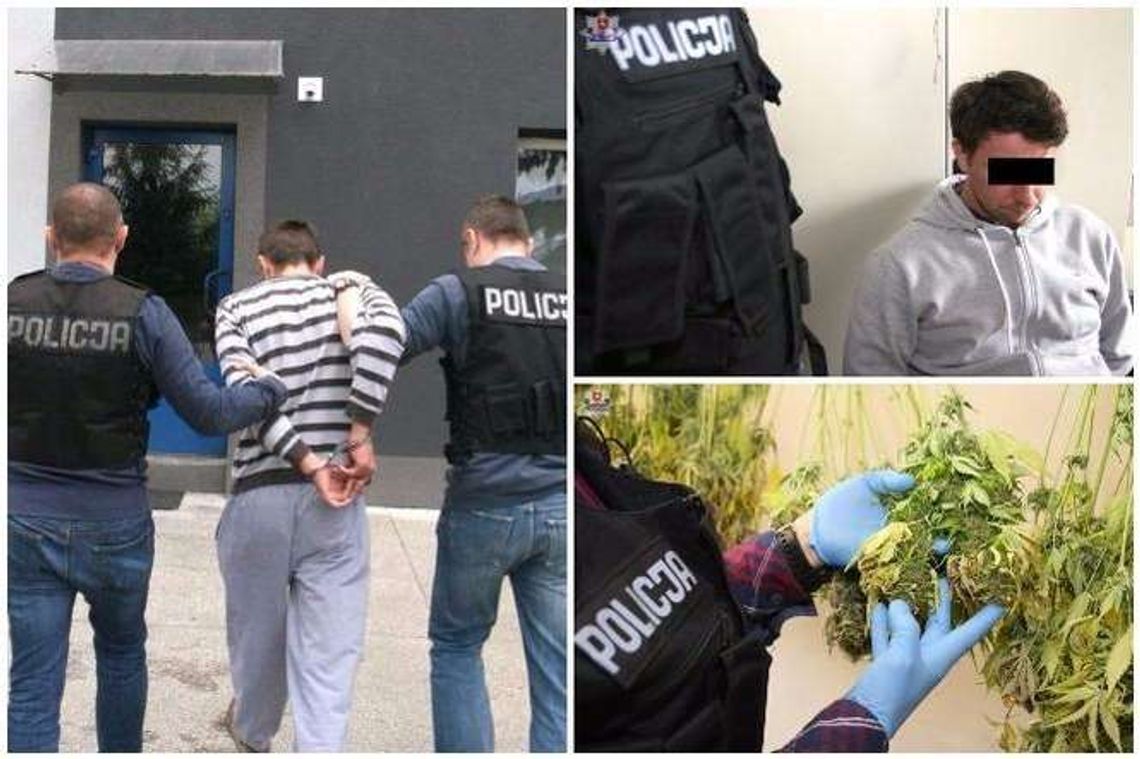 Lubelskie: Policjanci zlikwidowali dwie planatacje konopi indyjskich