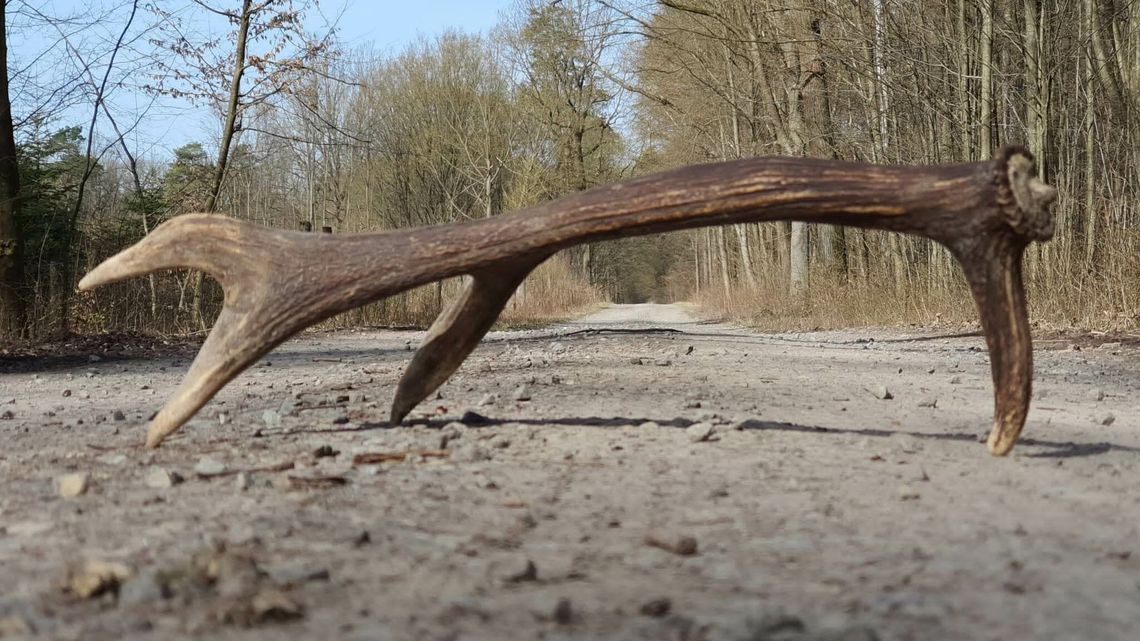 Lubelskie. Poroże pilnie poszukiwane. „Niestety często dochodzi do patologii”