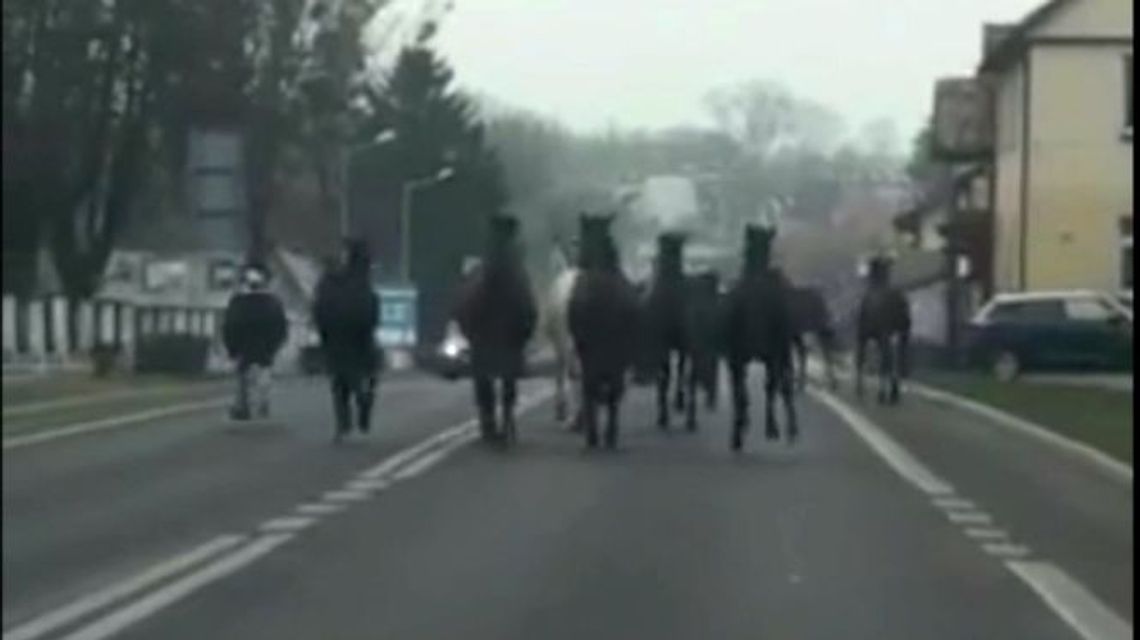 Lubelskie: Poszły konie w miasto. Kierowcy w szoku: "Ty, ale wiedzą gdzie biec" [wideo]