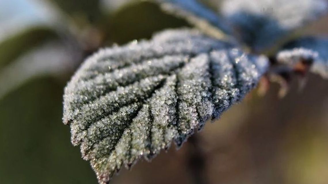 Lubelskie: Powracają zimne noce. IMGW ostrzega przed przymrozkami