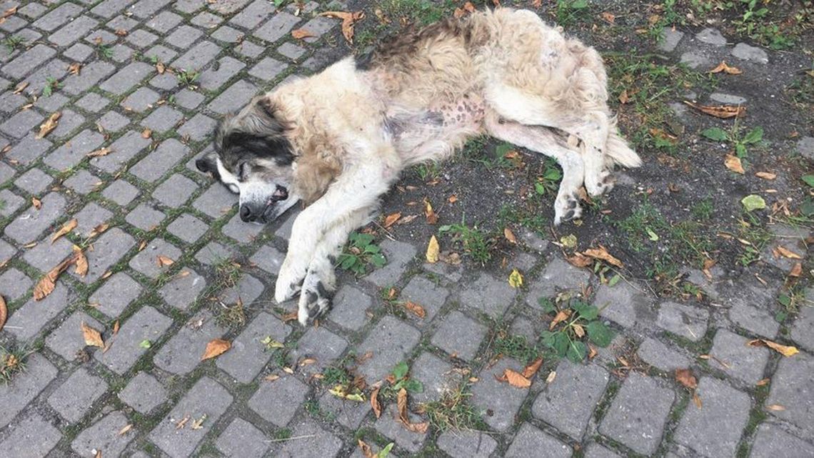 Lubelskie: Proboszcz parafii skazany za znęcanie się nad Atosem. Skrajnie zaniedbał psa