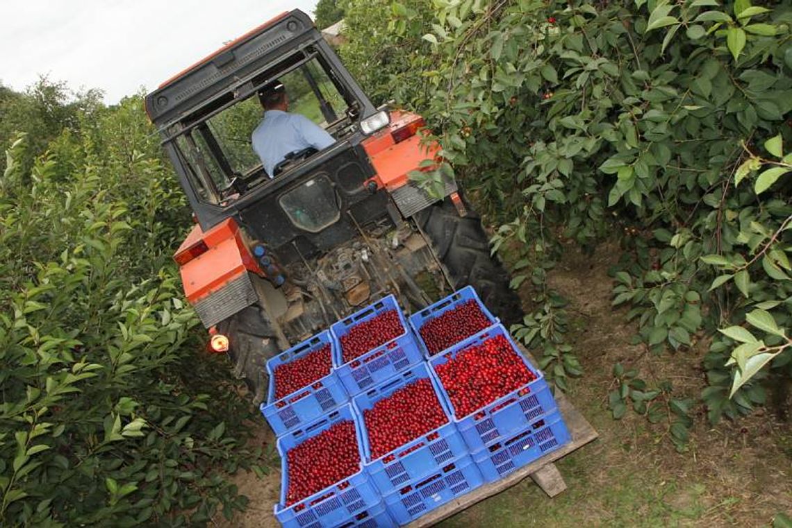 Lubelskie: Przy zbiorach owoców pracują głównie Ukraińcy