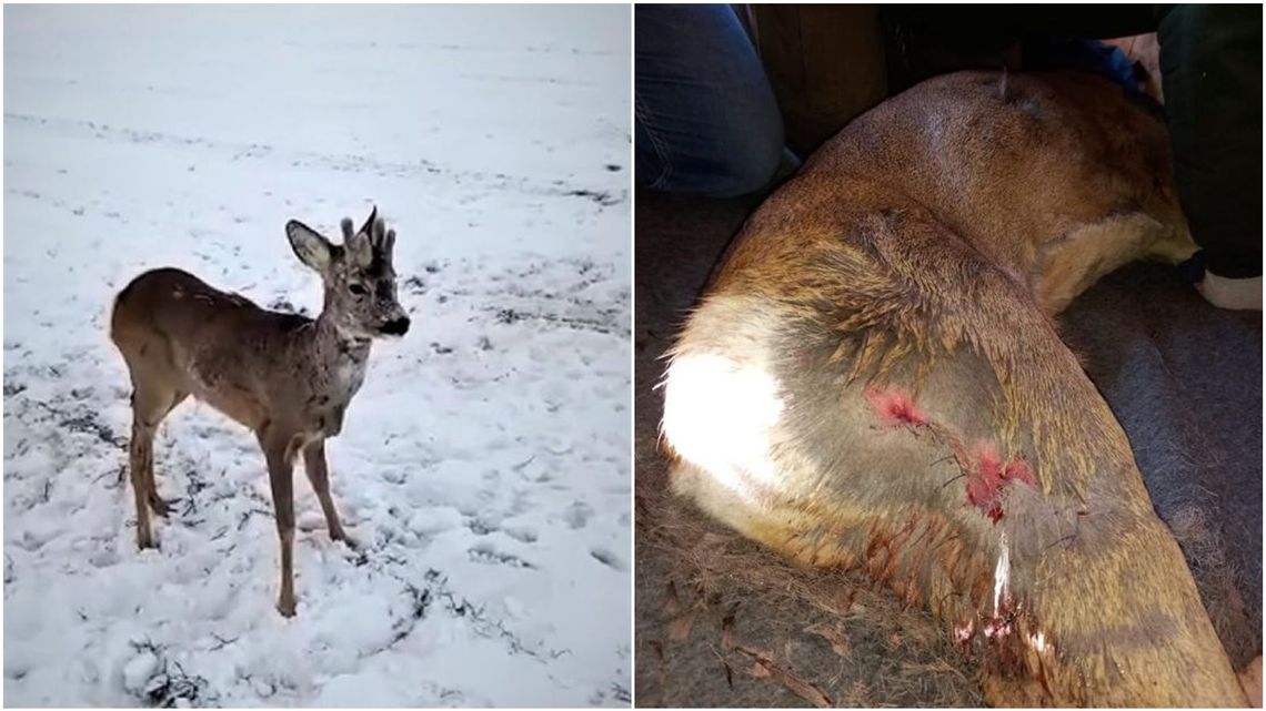 Lubelskie: Psy zaatakowały młodego koziołka. Uratował go leśniczy Lubelskie: Psy zaatakowały młodego koziołka. Uratował go leśniczy