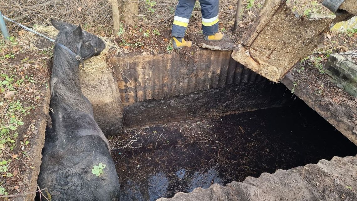 Lubelskie. Ratunkowa akcja Straży Pożarnej. Wyciągali konia z szamba