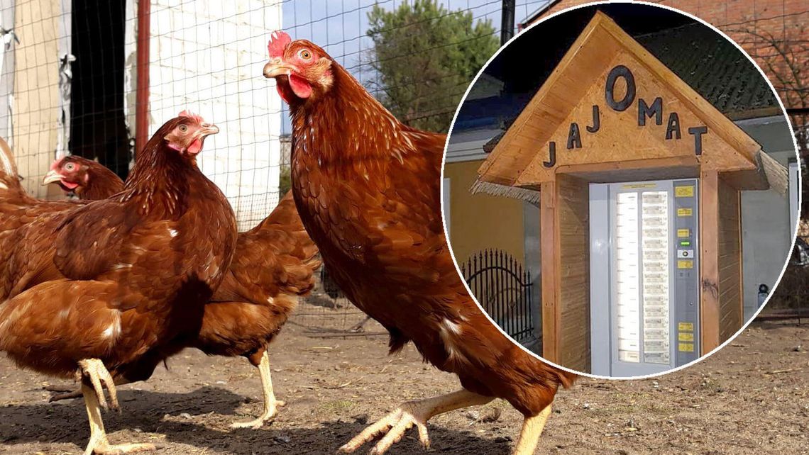 Lubelskie: Rodzinna firma rozkręca biznes na jajach. Postawili we wsi jajomat