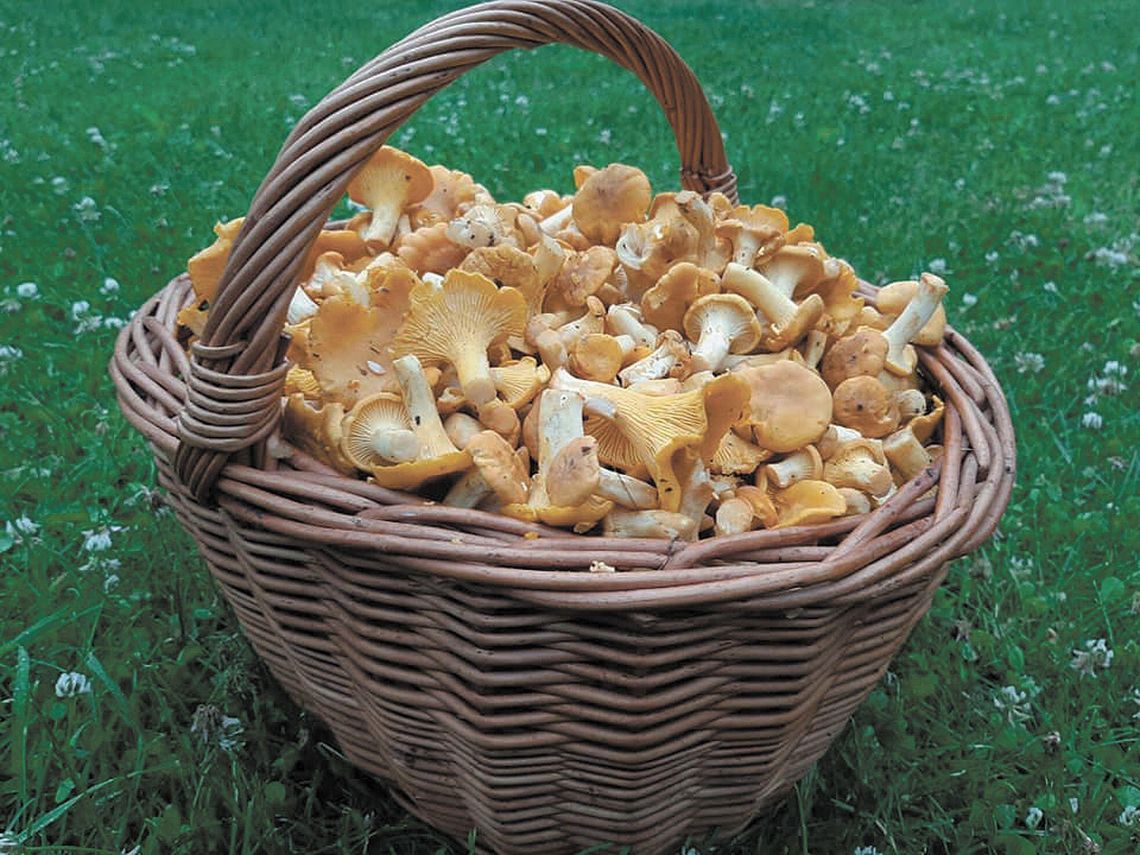 Lubelskie: Rosną jak kurki po deszczu. Pierwszy tegoroczny wysyp grzybów