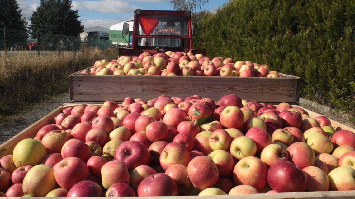 Lubelskie: Ruszył interwencyjny skup jabłek, jeden z rolników spał w ciągniku od soboty