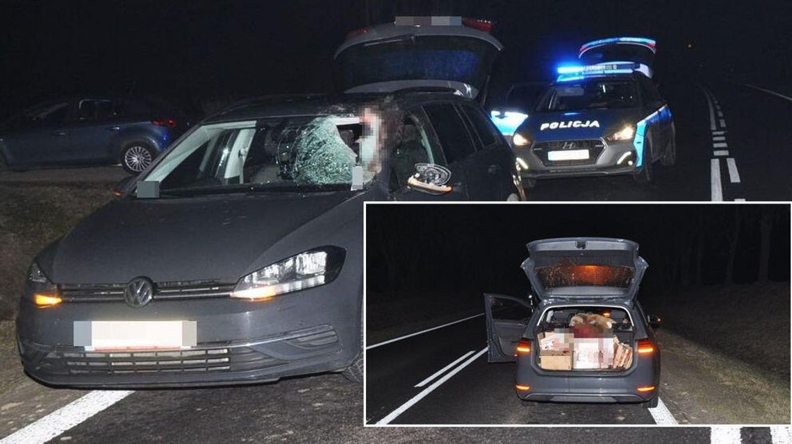Lubelskie. Sarna przebiła przednią szybę VW. Zatrzymała się w bagażniku