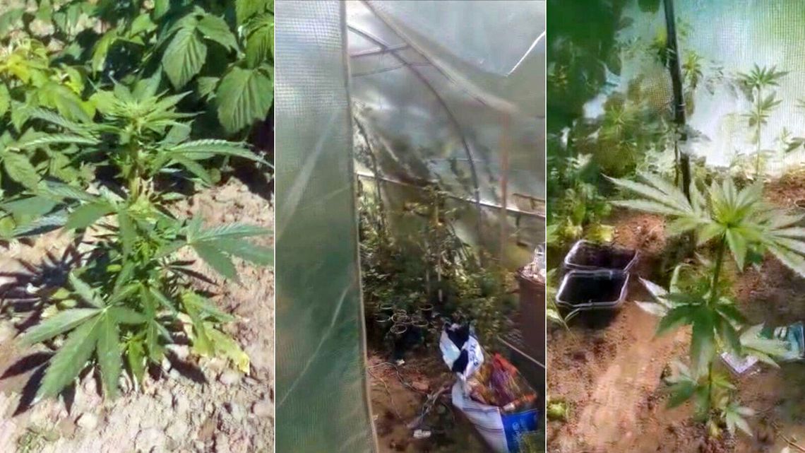 Lubelskie. Seniorka odkryła „piorunujący efekt” konopi indyjskich