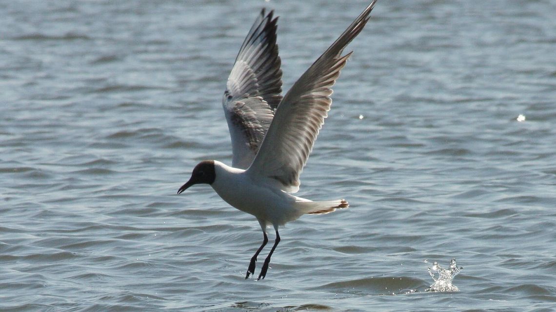 Lubelskie. Setki martwych mew na brzegu. To ptasia grypa Lubelskie. Setki martwych mew na brzegu. To ptasia grypa