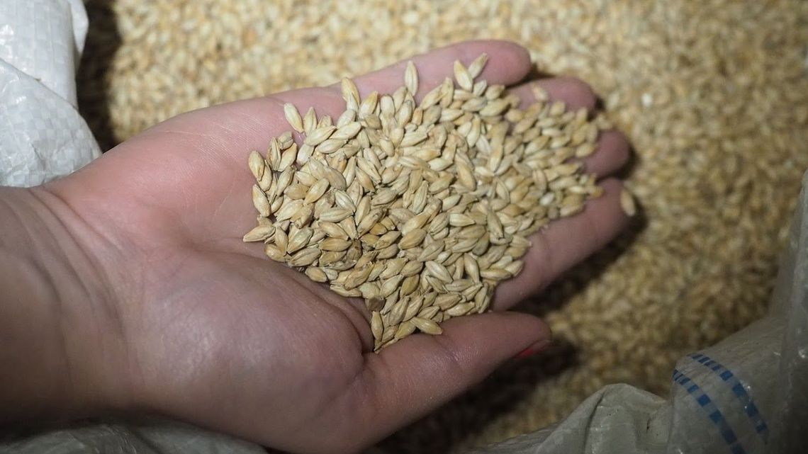 Lubelskie: Skupował zboże, ale nie płacił. Coraz więcej oszukanych rolników