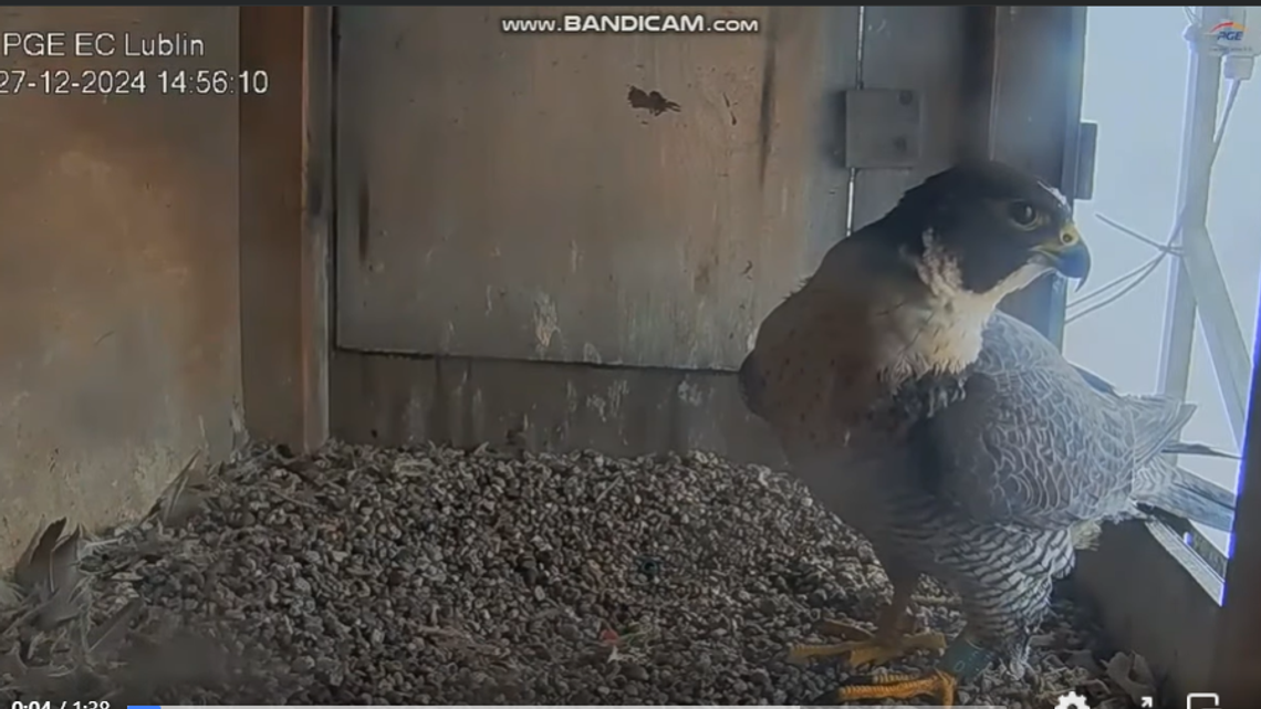 Lubelskie sokoły dostarczają atrakcji. Wróciła dawno niewidziana rywalka Lubelskie sokoły dostarczają atrakcji. Wróciła dawno niewidziana rywalka