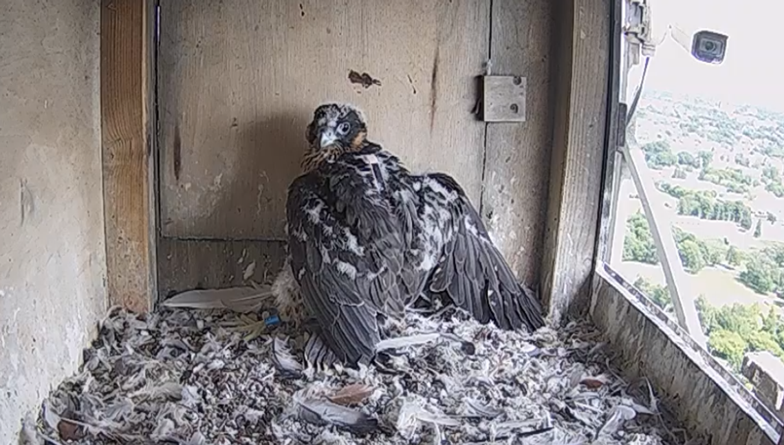 Lubelskie sokoły z nowoczesnym sprzętem 