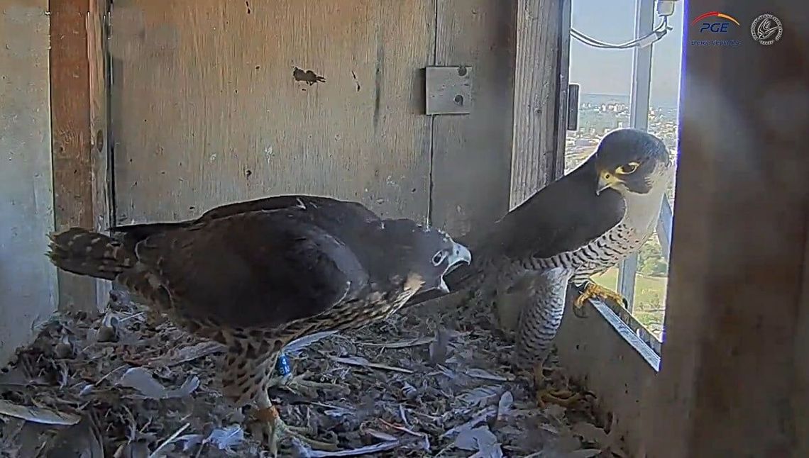 Lubelskie sokoły znowu zostały otrute? Co się stało z Łupkiem Lubelskie sokoły znowu zostały otrute? Co się stało z Łupkiem