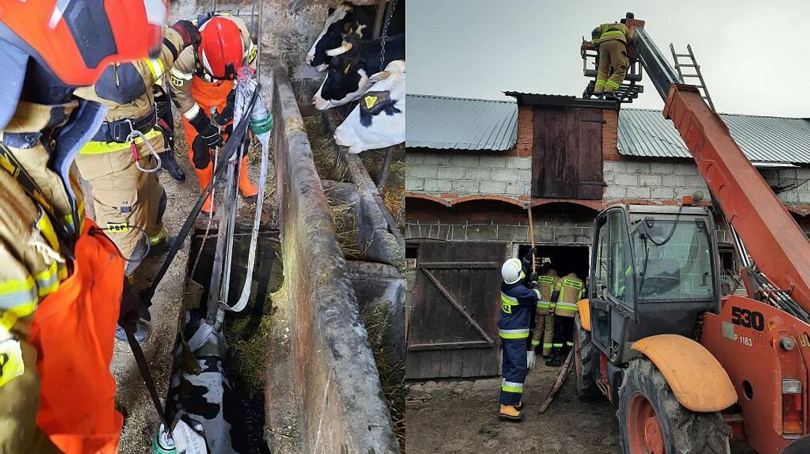 Lubelskie. Strażacy ratowali krowę, pod którą zawalił się strop [zdjęcia]