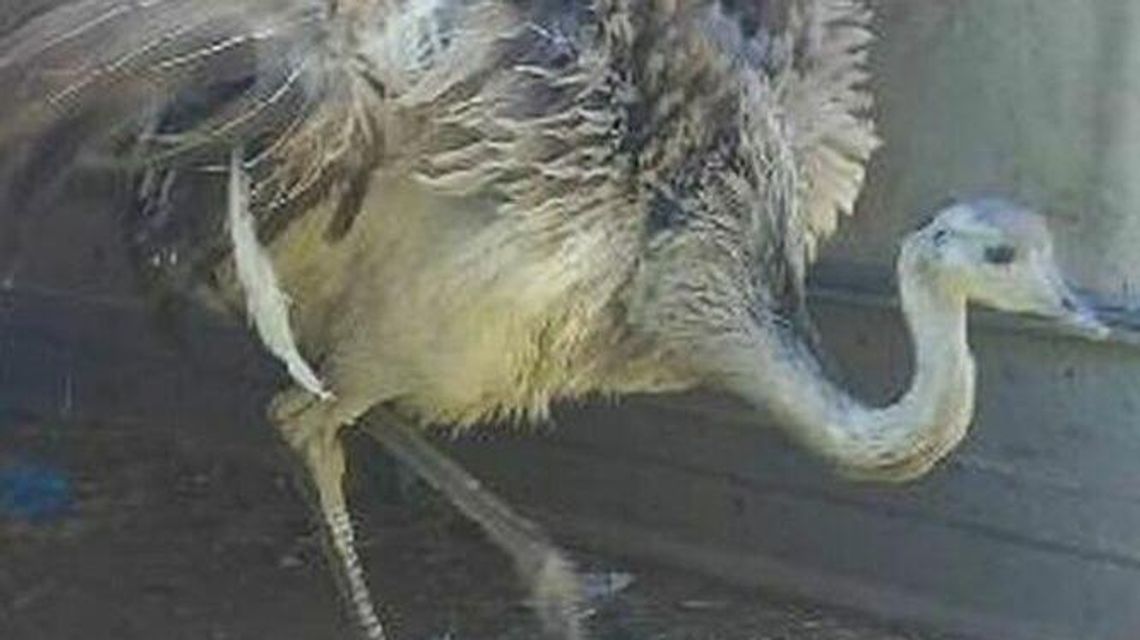 Lubelskie. Szczęśliwe zakończenie strusiej ucieczki