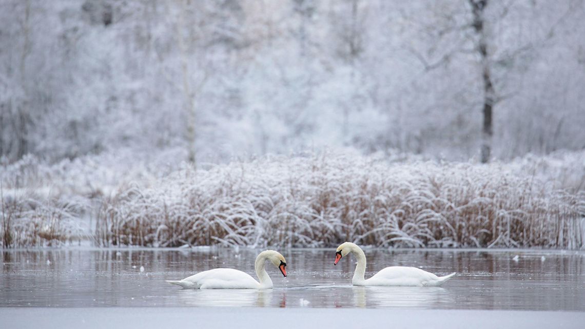 Lubelskie: To był pierwszy listopadowy śnieg... Fotograf z nagrodą za zdjęcie pary łabędzi niemych Lubelskie: To był pierwszy listopadowy śnieg... Fotograf z nagrodą za zdjęcie pary łabędzi niemych