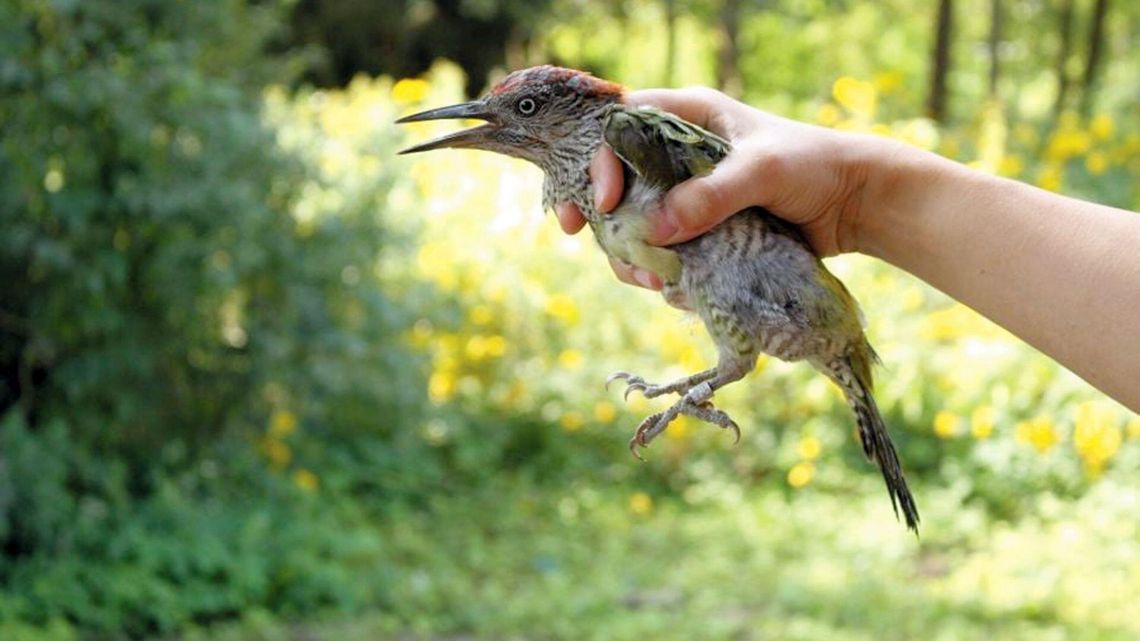 Lubelskie Towarzystwo Ornitologiczne zaprasza na bezpłatne warsztaty ornitologiczne
