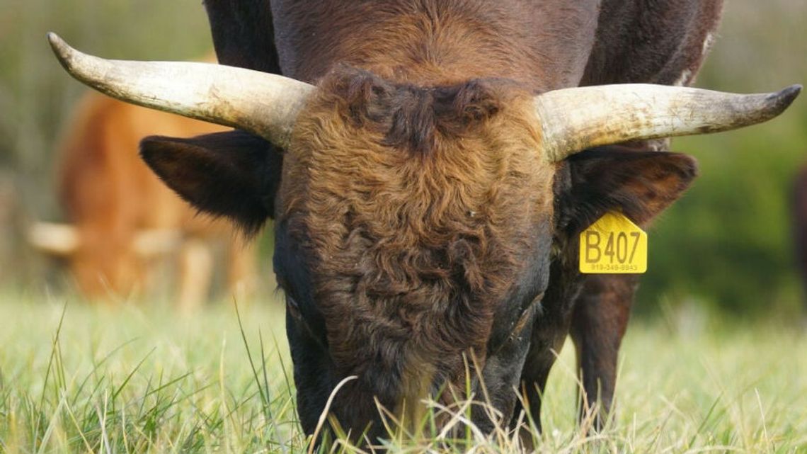 Lubelskie. Tragedia w hodowli byków