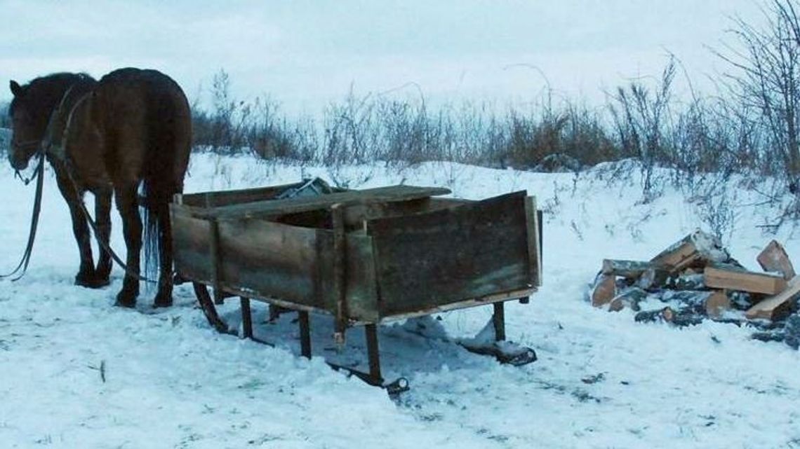 Lubelskie: Tragiczny wypadek. Mężczyzna zginął przygnieciony przez konia
