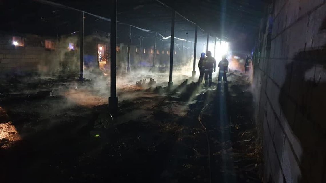 Lubelskie: Tysiące perliczek zginęło w nocnym pożarze