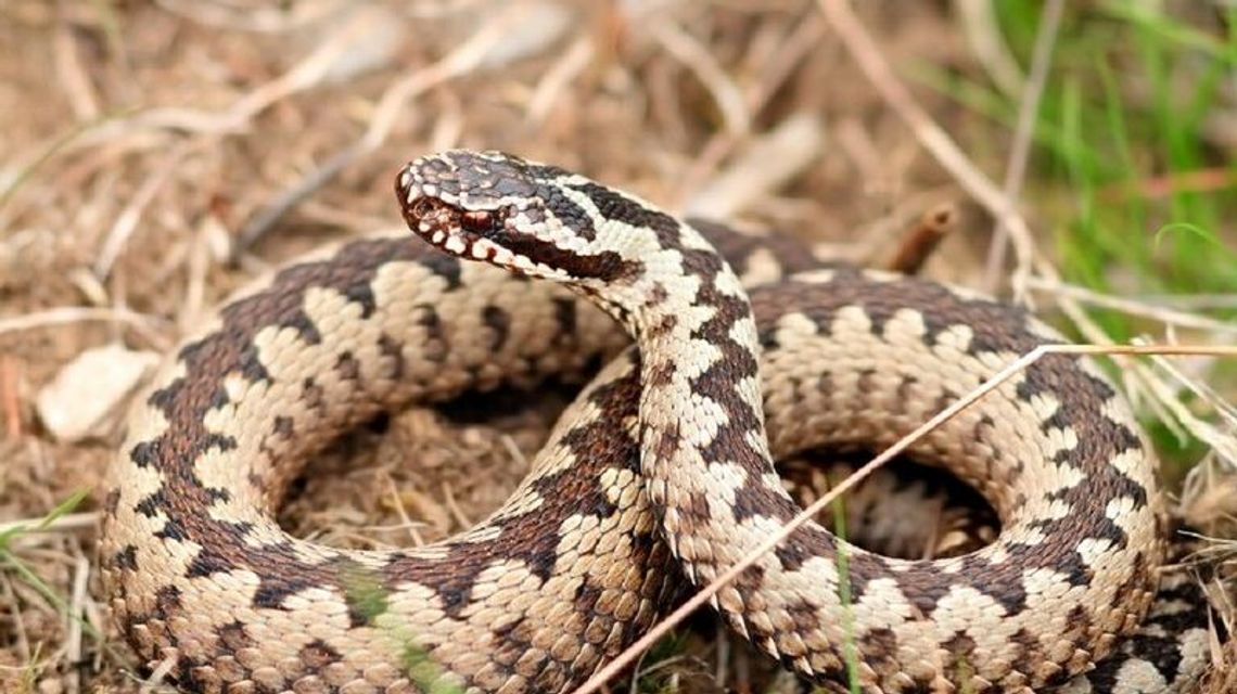 Lubelskie. Urzędnicy ostrzegają mieszkańców przed żmijami