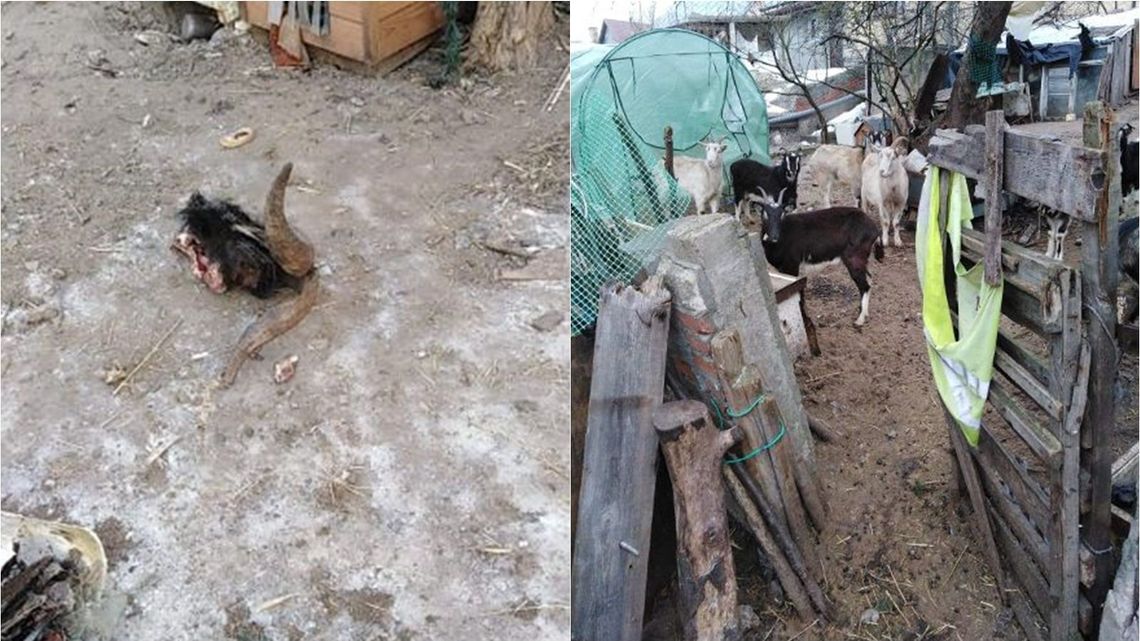 Lubelskie: Urzędnicy weszli na teren gospodarstwa. Zobaczyli wstrząsający widok