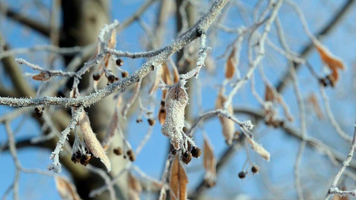 Lubelskie: W lutym mrozy z nami zostaną. Długoterminowa prognoza pogody
