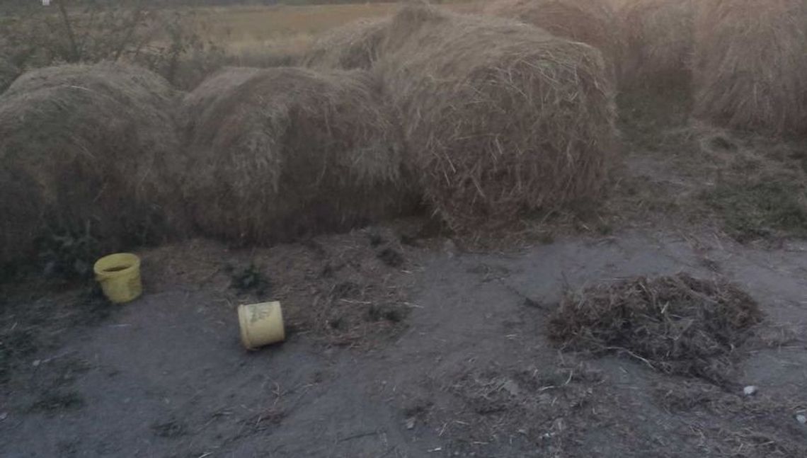 Lubelskie. W szczerym polu, łańcuchami uwiązane do bel słomy. Zaniedbane psy