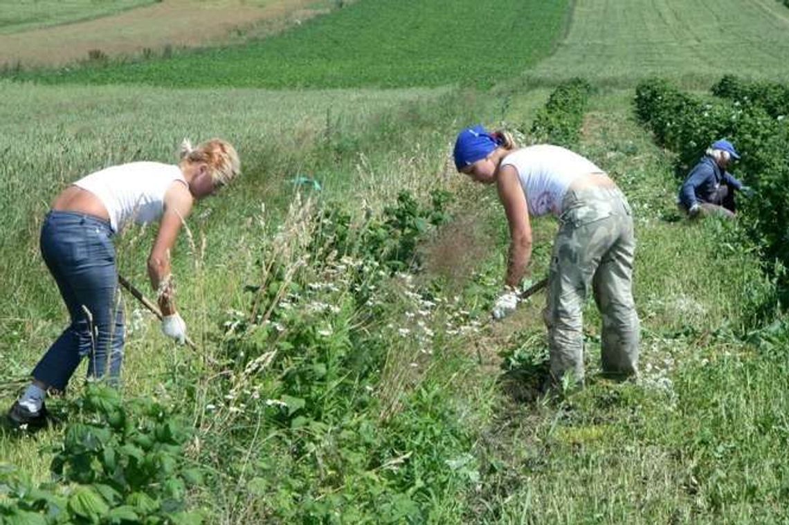 Lubelskie: W zbiorach zbóż i owoców jesteśmy w czołówce Lubelskie: W zbiorach zbóż i owoców jesteśmy w czołówce