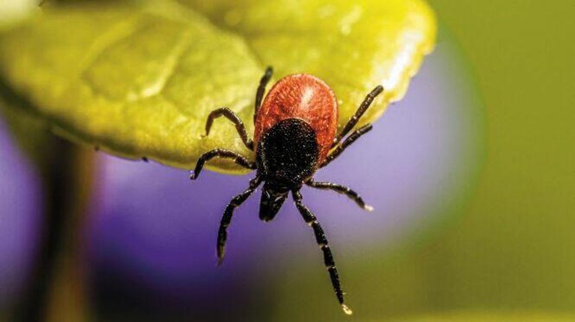 Lubelskie: Więcej zakażonych kleszczy niż gdzie indziej